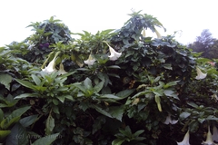 Brugmansia suaveolens